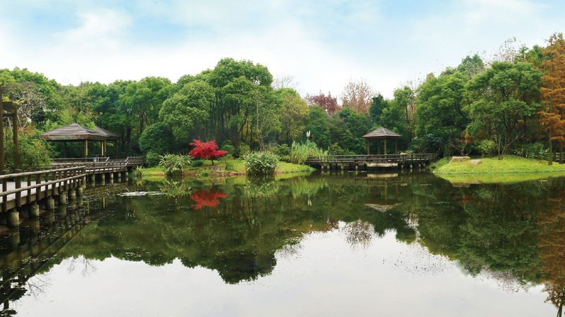 抗冲刷护坡草种选型，如何兼顾生态与实用**