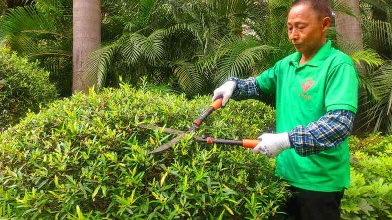 别墅花园植物搭配：打造四季美景的秘诀**