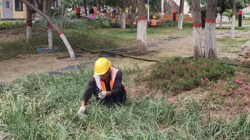 别墅庭院绿化植物配置：成本与效益的平衡之道**