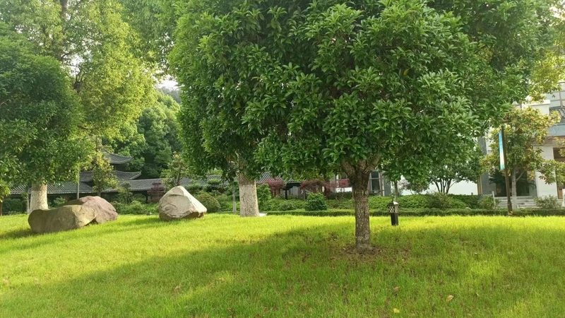 日式庭院植物定制设计：如何打造一席静谧禅意之地